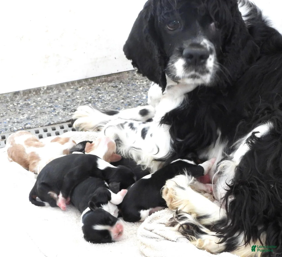 Mixed Breed dogs for sale: #2 Male of Blackie's - Ad 6