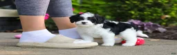 Cavapoo dogs for sale: Lacey - Ad 7