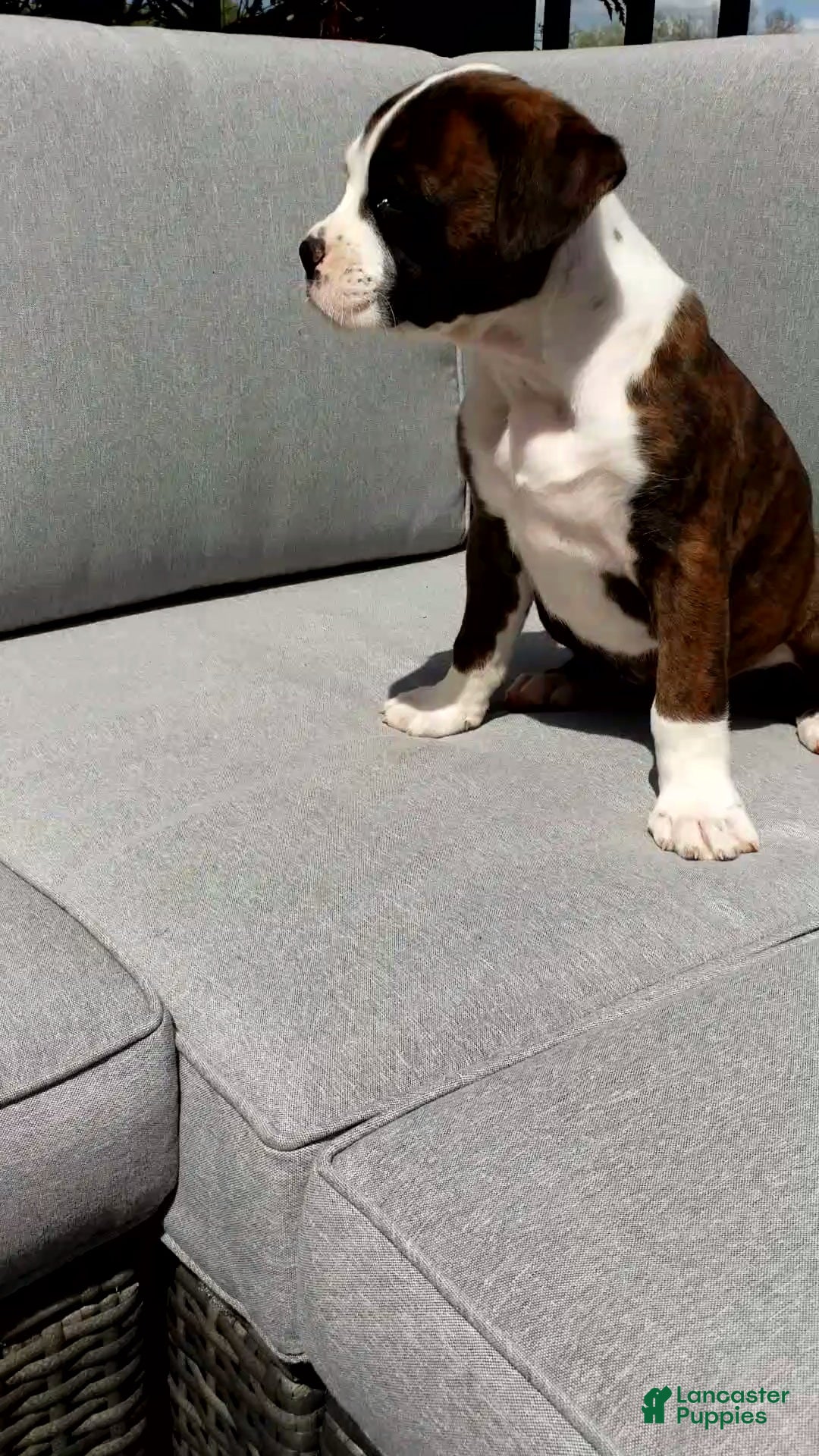 Boxer dogs Piper - Ad 1