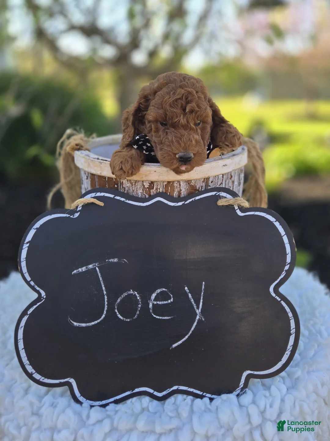 Toy Poodle dogs for sale: Joey - Ad 7