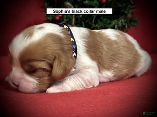 Cavalier King Charles Spaniel dogs Cavalier King Charles Spaniel Puppy 1 - Ad 3