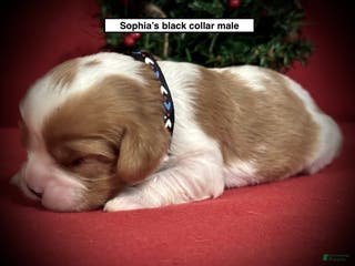 Cavalier King Charles Spaniel dogs Cavalier King Charles Spaniel Puppy 1 - Ad 16