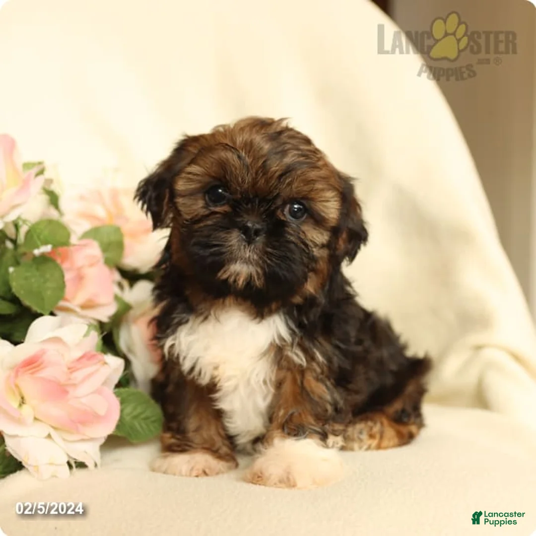 Gallery Image {{count}}