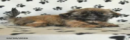 Shih Tzu dogs for sale: Polly - Ad 4