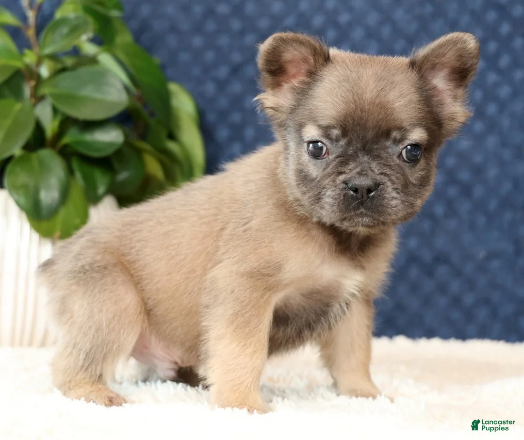 French Bulldog dogs for sale: Nikolas - Ad 1