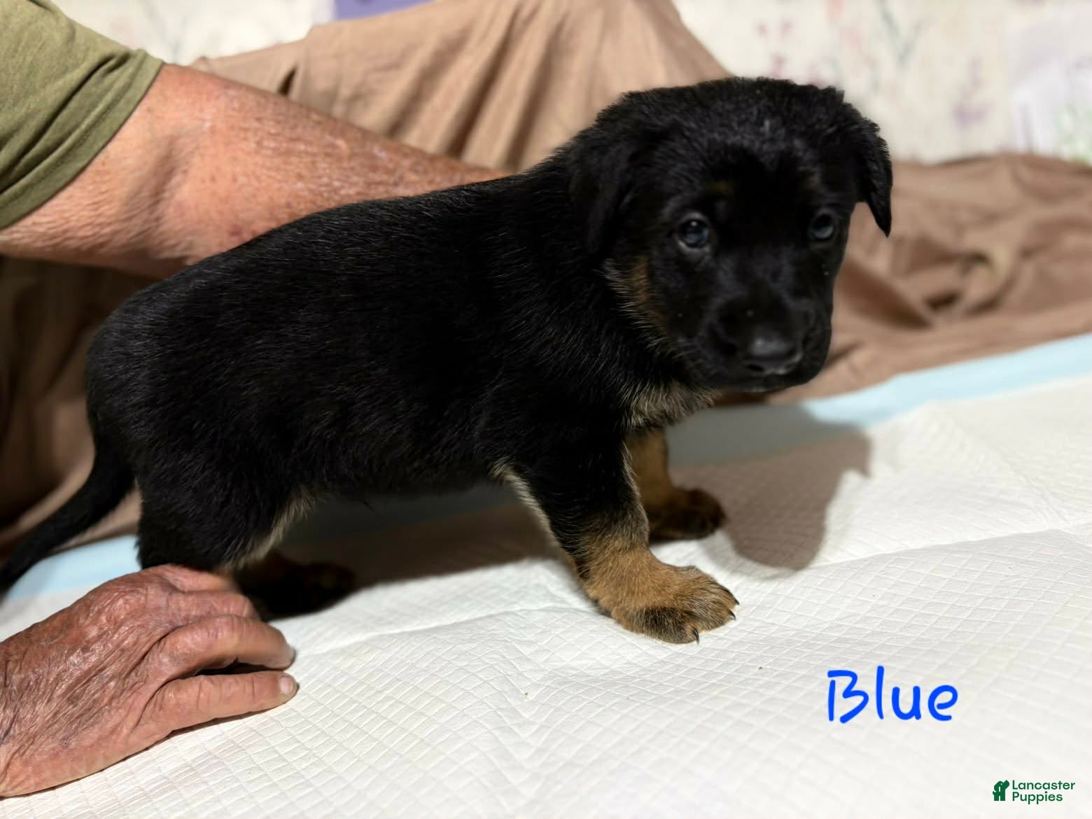 German Shepherd dogs Blue Collar Male - Ad 41