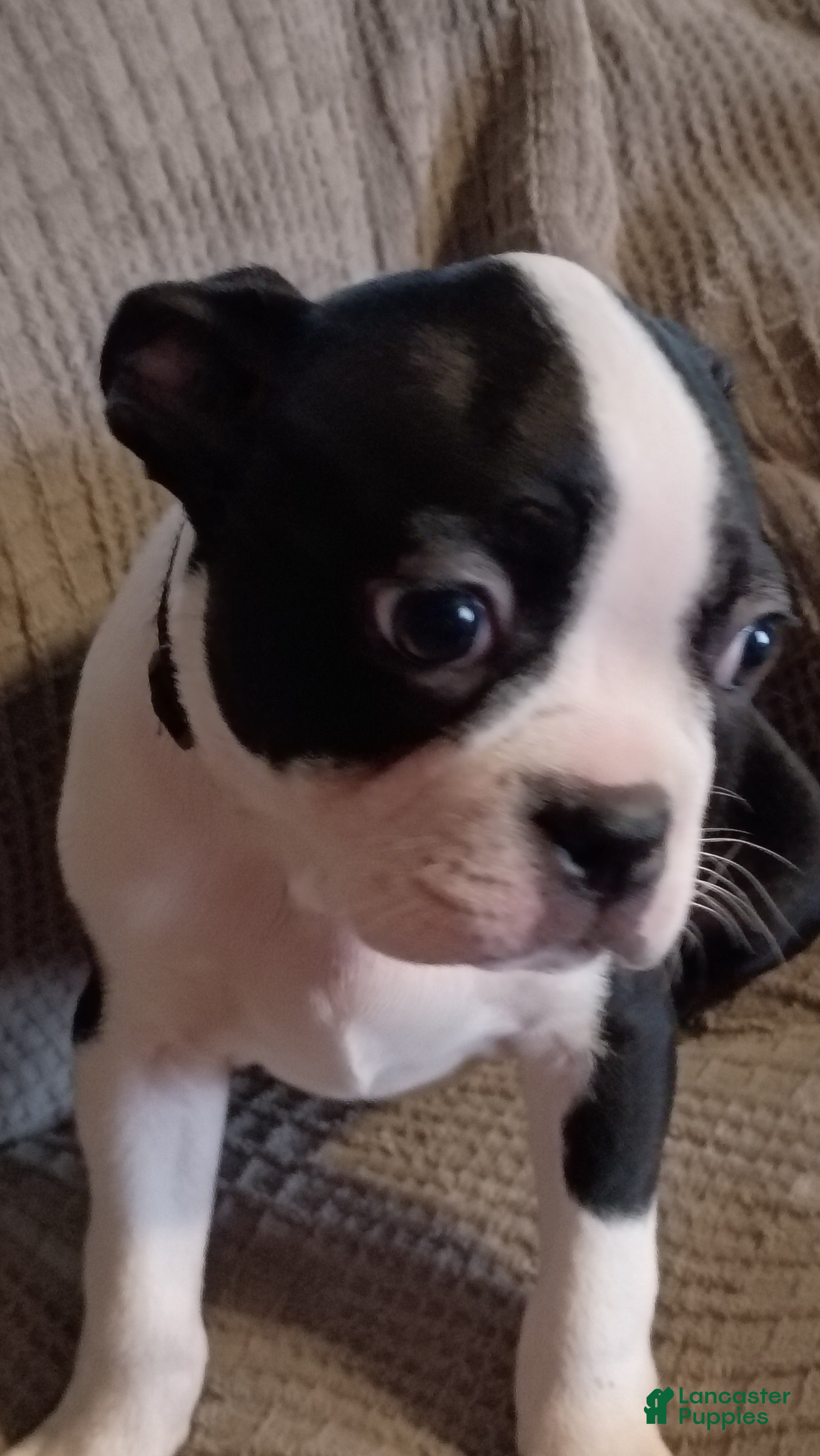 Boston Terrier dogs Boston Terrier Puppy 3 - Ad 5