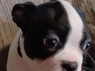 Boston Terrier dogs Boston Terrier Puppy 3 - Ad 5