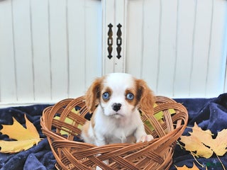 Cavalier King Charles Spaniel dogs - Ad 38