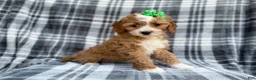 Cavapoo dogs for sale: Mia - Ad 7