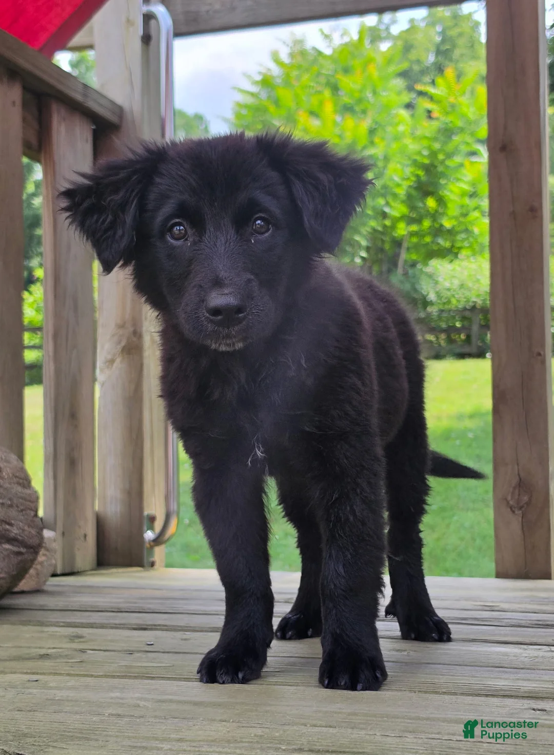 Mixed Breed dogs for sale: Spencer - Ad 2