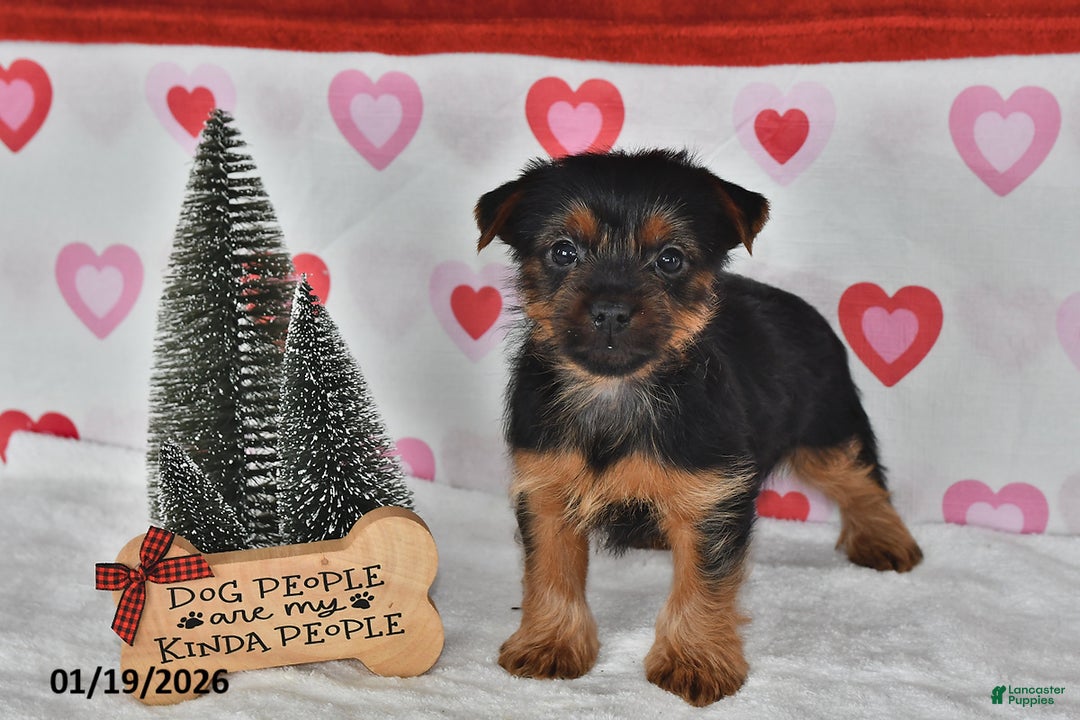Yorkshire Terrier dogs for sale: Asher - Ad 4