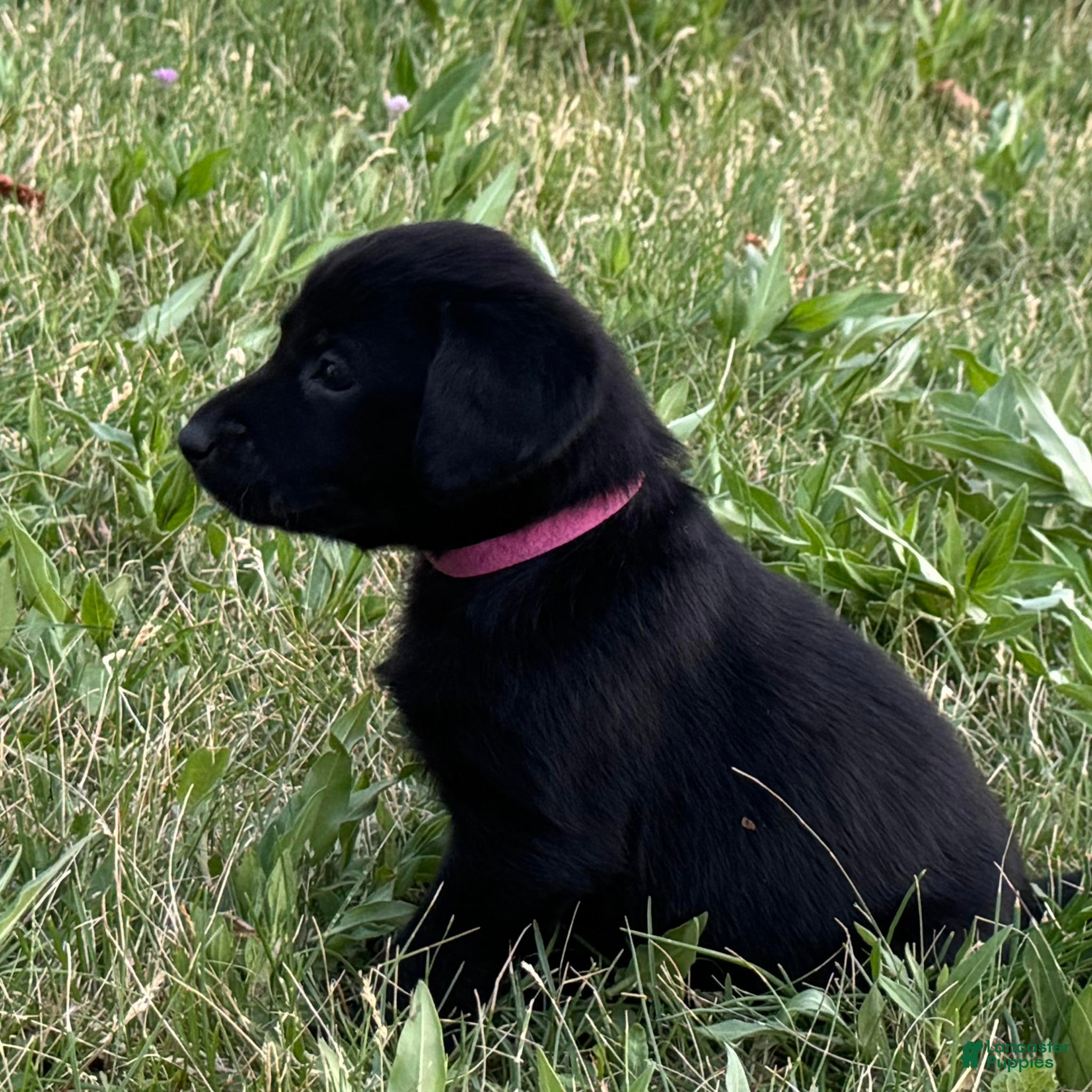 Labrador Retriever dogs Pink Collar Labrador Retriever Puppy 9 - Ad 1