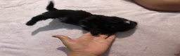 Mixed Breed dogs for sale: 2 Mixed Breed famale dark brown  - Ad 15