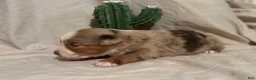 Toy Australian Shepherd dogs for sale: Wrangler - Ad 10