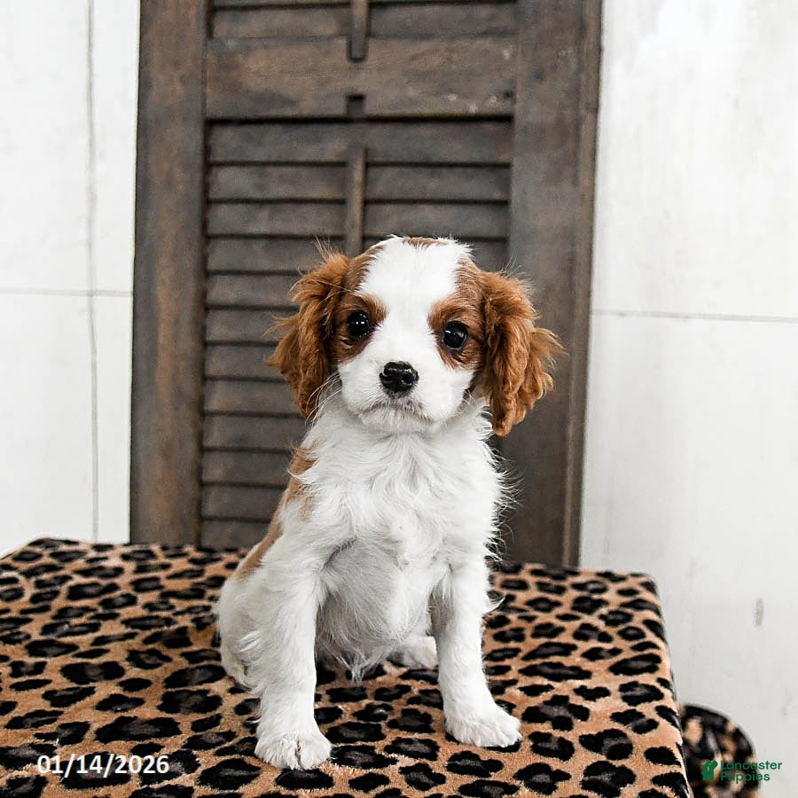 Cavalier King Charles Spaniel dogs Jazz - Ad 12