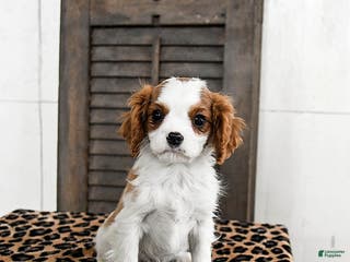 Cavalier King Charles Spaniel dogs Jazz - Ad 12