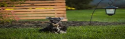 Miniature Schnauzer dogs for sale: Annabelle Miniature Schnauzer  - Ad 6