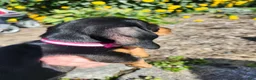 Miniature Dachshund dogs for sale: Zella - Ad 7
