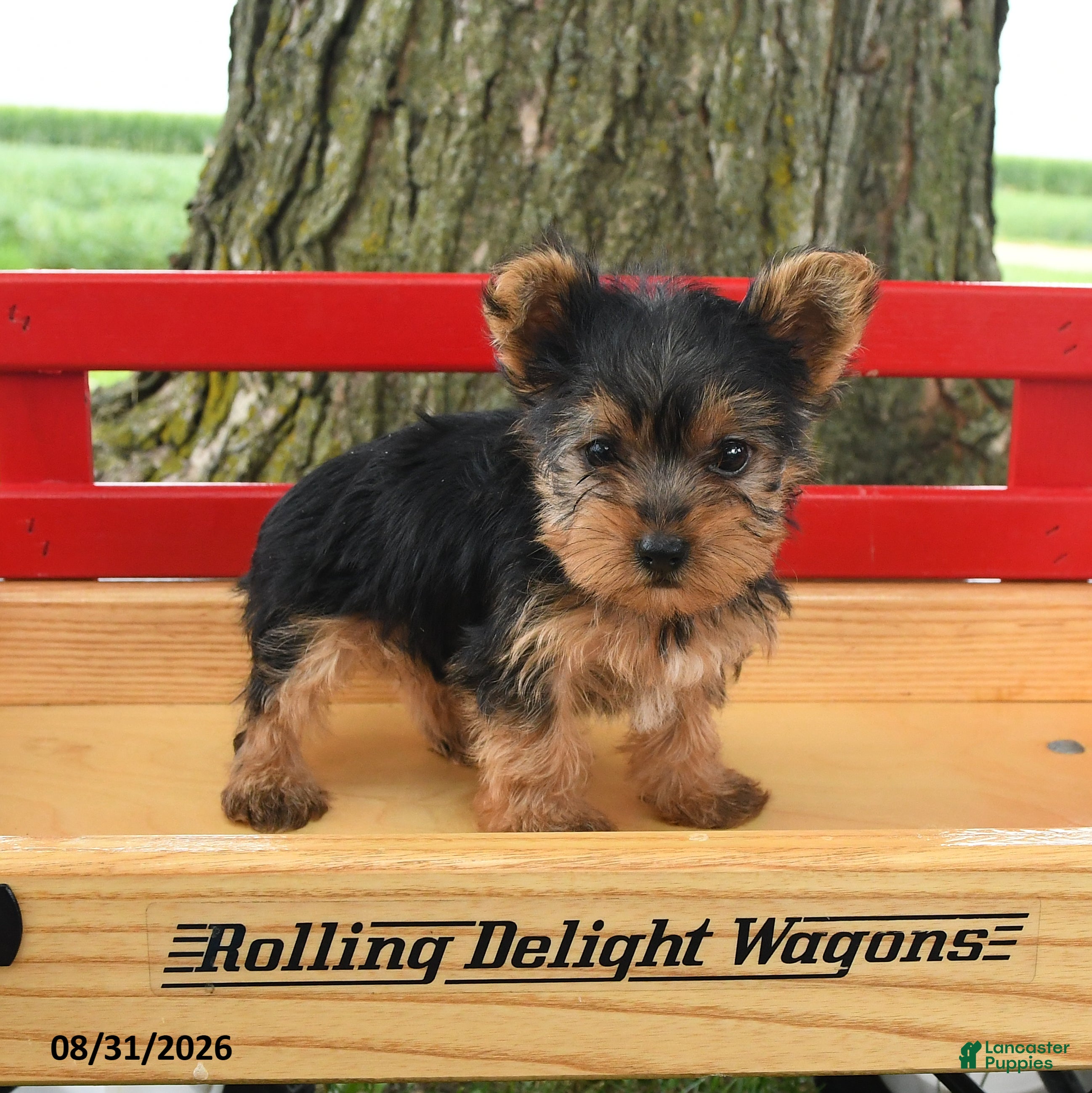 Yorkshire Terrier dogs Conner - Ad 2