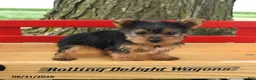Yorkshire Terrier dogs for sale: Conner - Ad 2