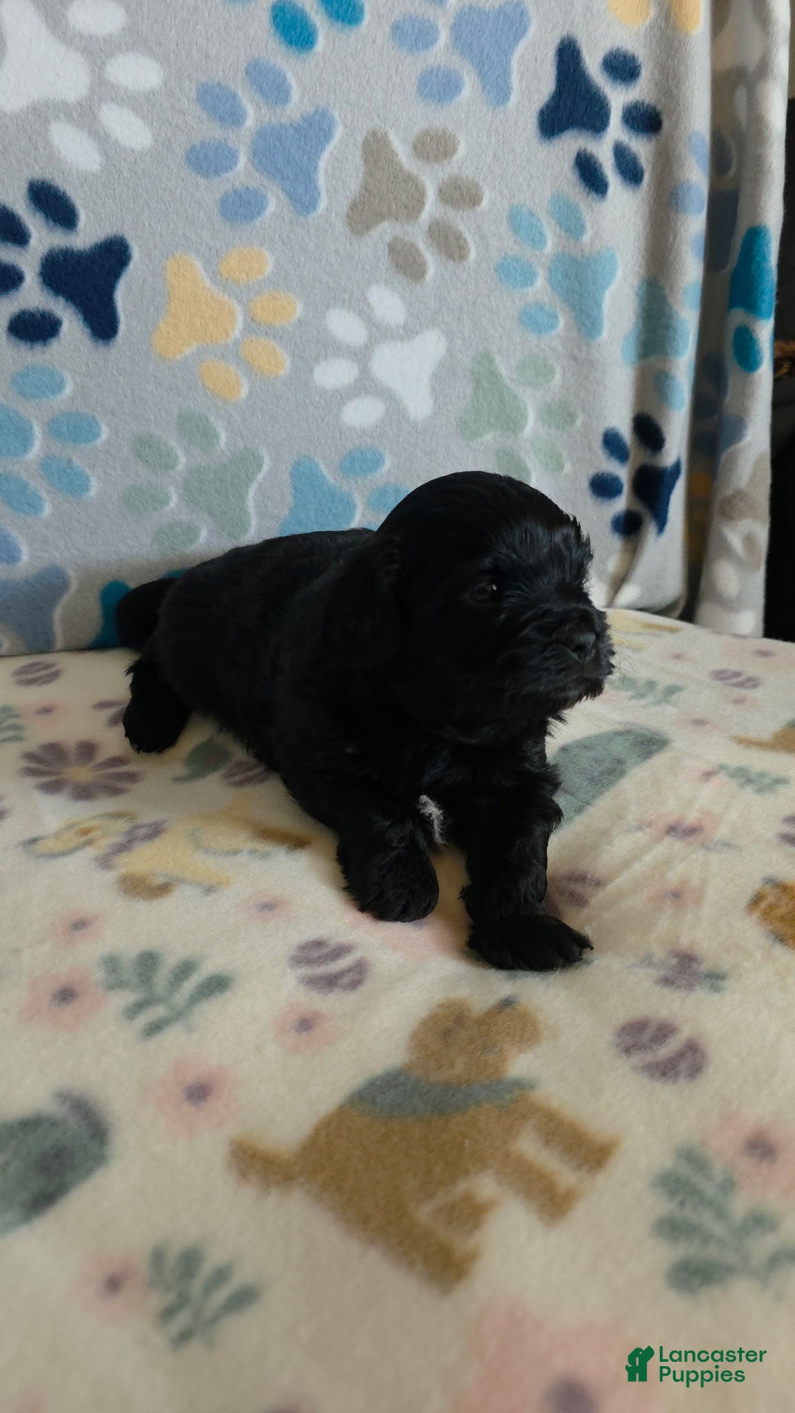 Shihpoo dogs Shihpoo Puppy 2 - Ad 2