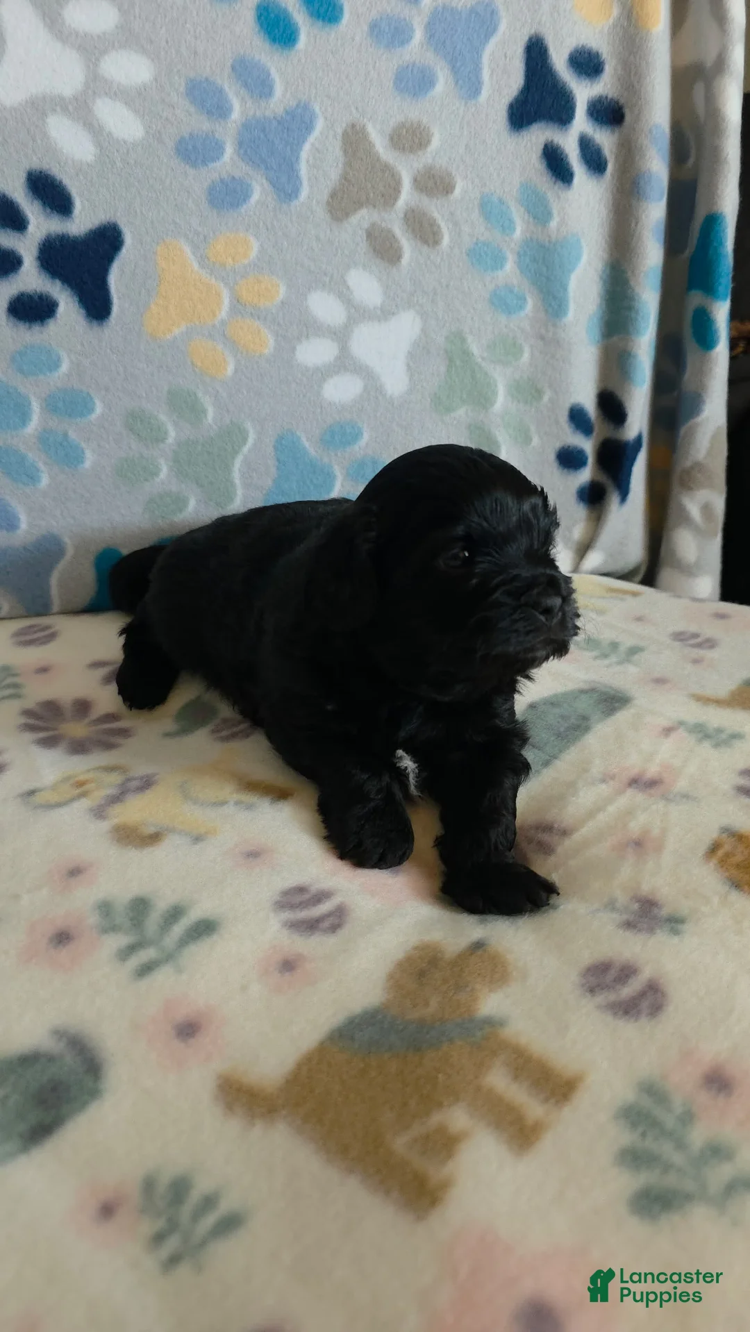 Shihpoo dogs for sale: Shihpoo Puppy 2 - Ad 2