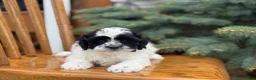 Shihpoo dogs for sale: Sials - Ad 6