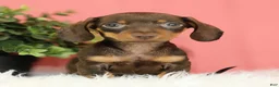 Miniature Dachshund dogs for sale: Pepper 🍩 - Ad 4