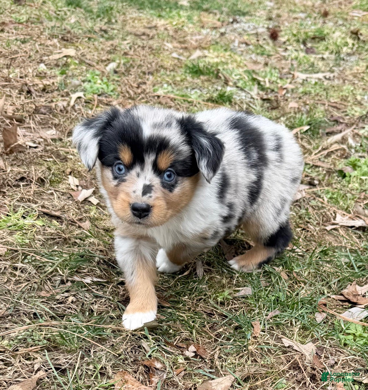 Australian Shepherd dogs Rex - Ad 1