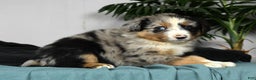 Australian Shepherd dogs for sale: Buster - Ad 5