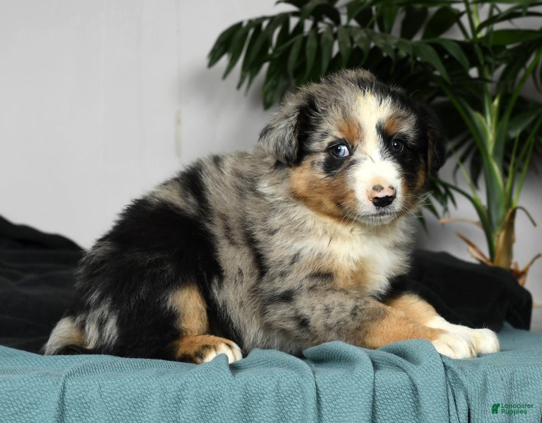 Australian Shepherd dogs for sale: Buster - Ad 5