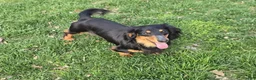 Dachshund dogs for sale: Hank - Ad 7
