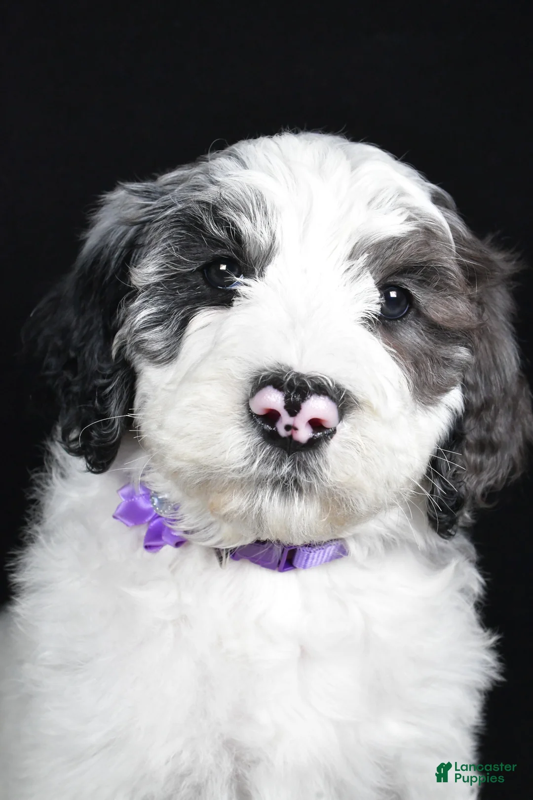 Sheepadoodle dogs for sale: Morgan - Ad 7
