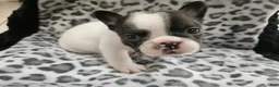 French Bulldog dogs for sale: Queenie  - Ad 1