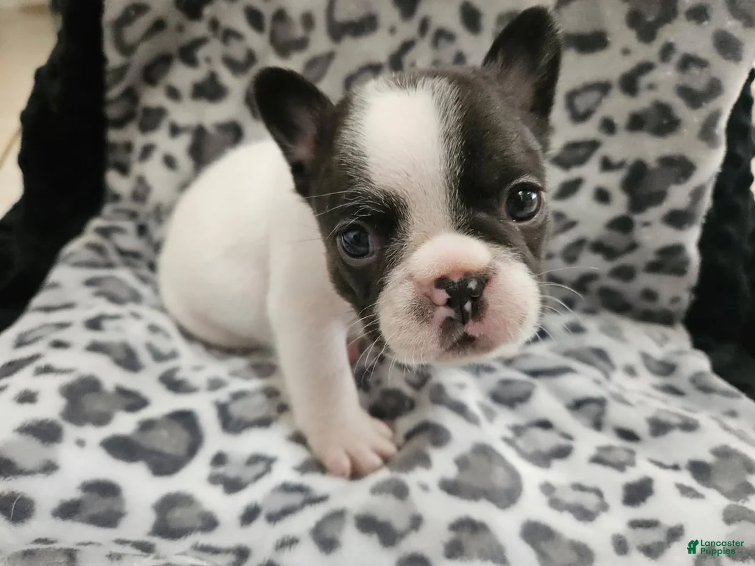 French Bulldog dogs for sale: Queenie  - Ad 1