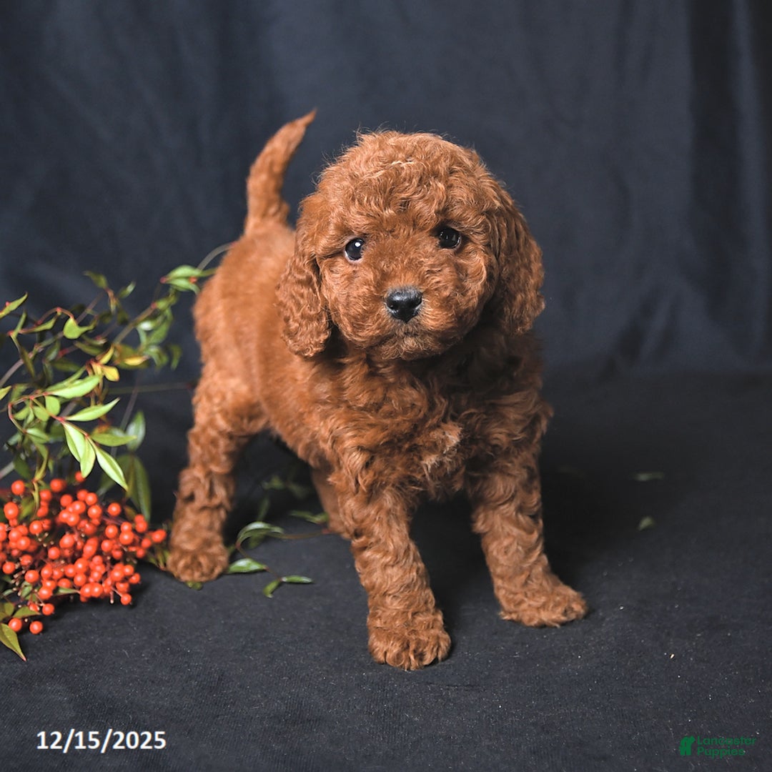 Miniature Poodle dogs for sale: India  - Ad 3