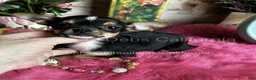 Chihuahua dogs for sale:  CITY GIRL  - Ad 6