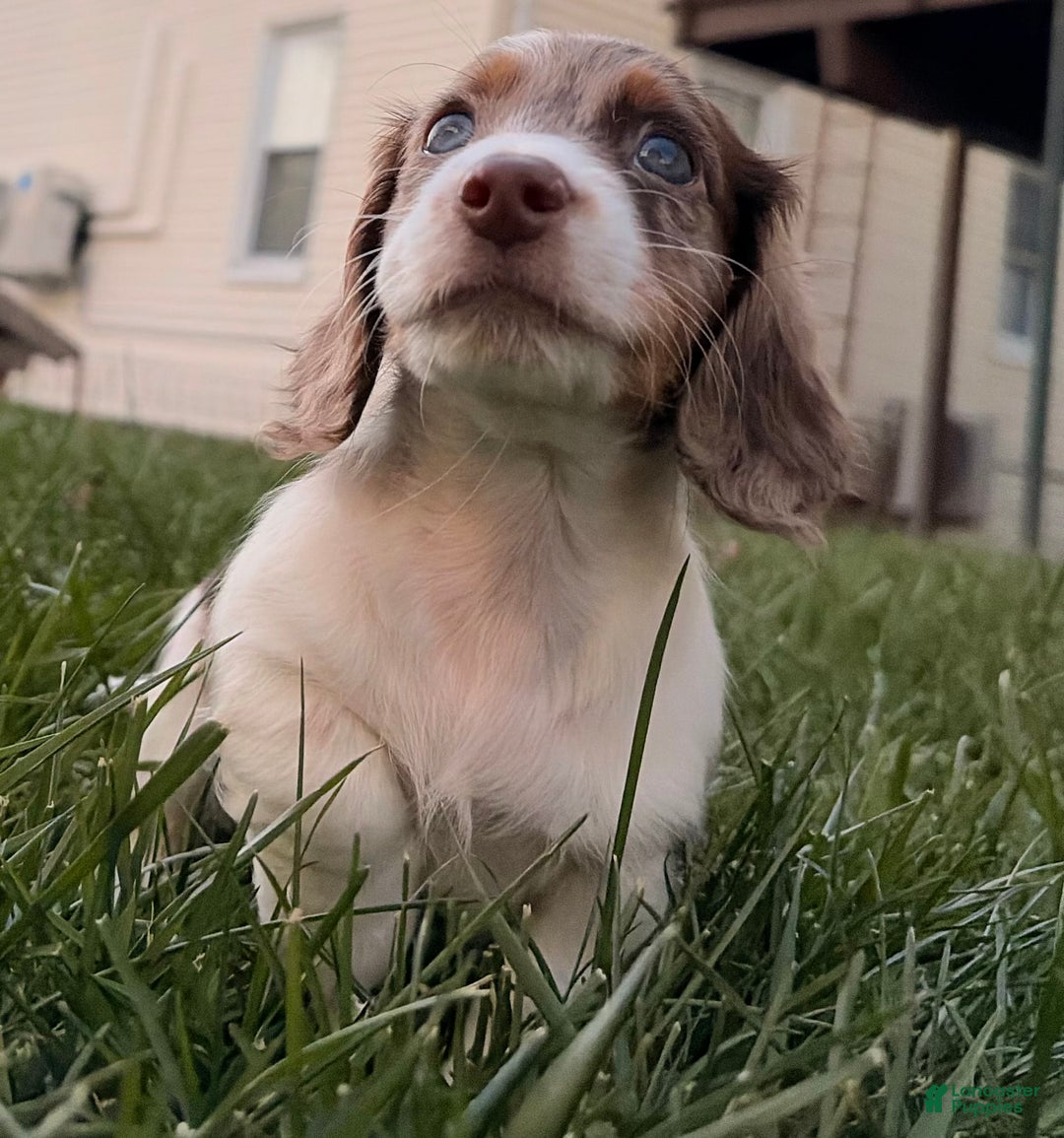 Miniature Dachshund dogs for sale: Jingles - Ad 4