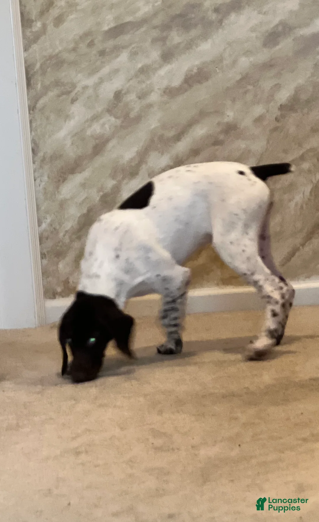 German Shorthaired Pointer dogs for sale: German Shorthaired Pointer Puppy 2 - Ad 2