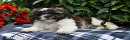 Shih Tzu dogs for sale: Kyle - Ad 4