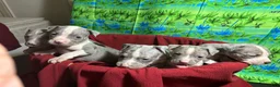 American Pit Bull Terrier dogs for sale: American Pit Bull Terrier Puppy 1 - Ad 11