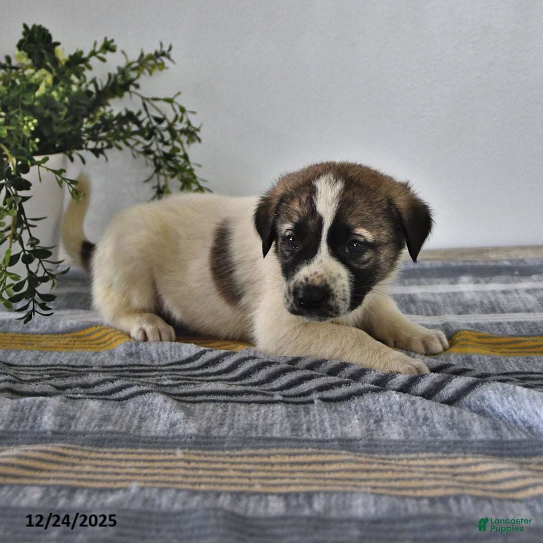 Mixed Breed dogs for sale: Max - Ad 1