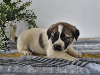 Mixed Breed dogs Max - Ad 7