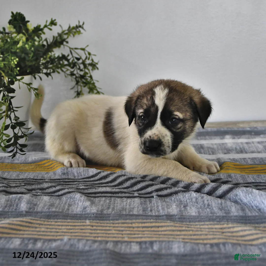 Mixed Breed dogs for sale: Max - Ad 6