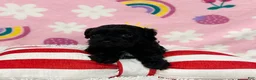 Cavapoo dogs for sale: Sophie - Ad 3