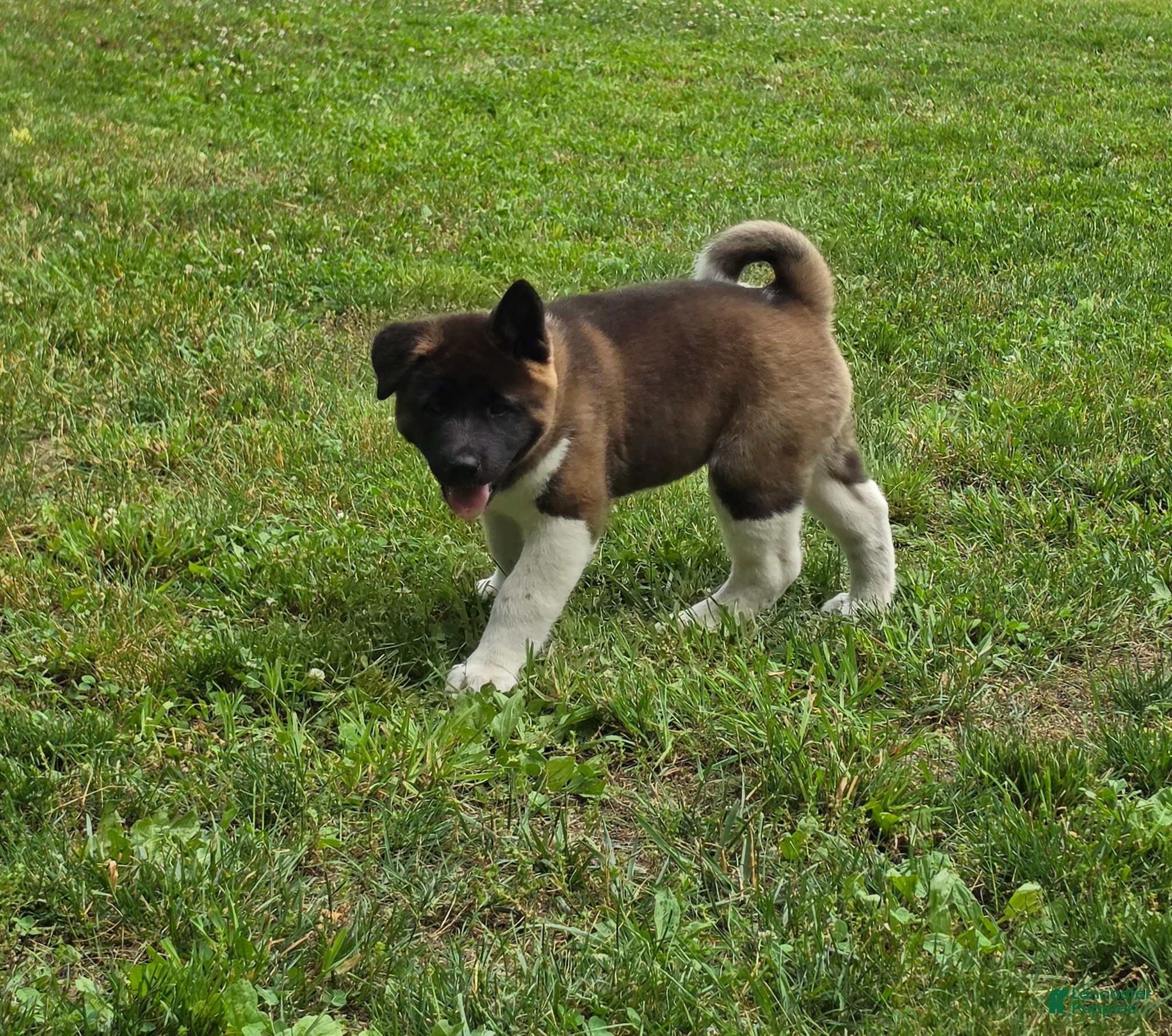 Akita dogs Sofie - Ad 1