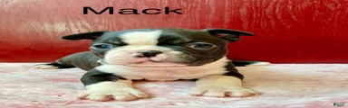 Boston Terrier Puppy 2