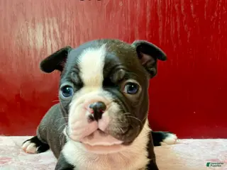 Boston Terrier dogs Boston Terrier Puppy 2 - Ad 24