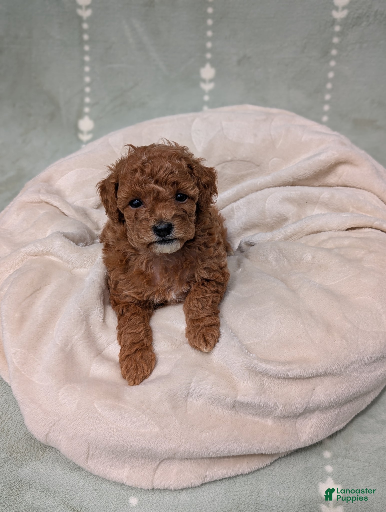 Toy Poodle dogs Paris  - Ad 2